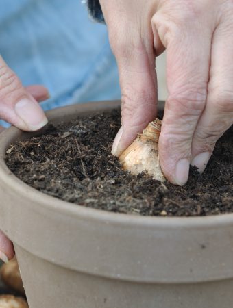 fall bulb planting