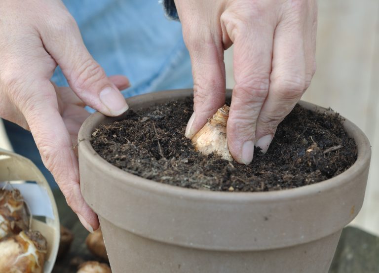 fall bulb planting