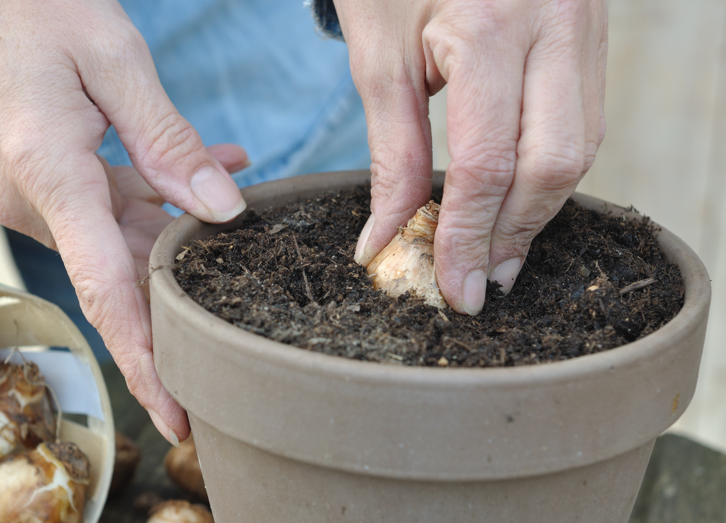 fall bulb planting
