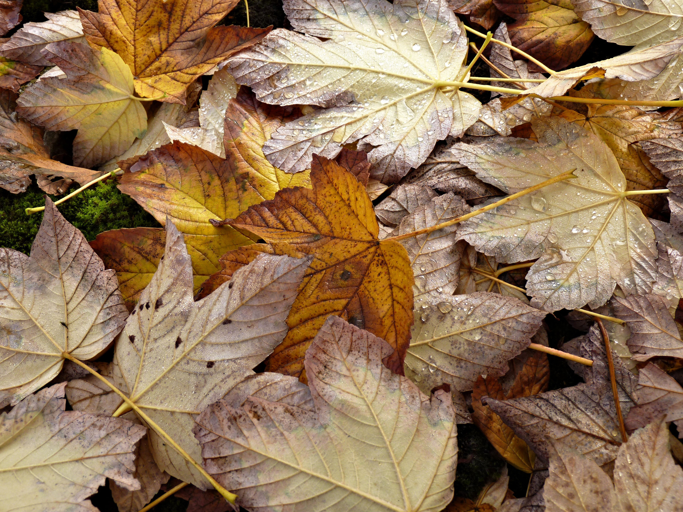You can build a leaf mold pile that actually breaks down. 
