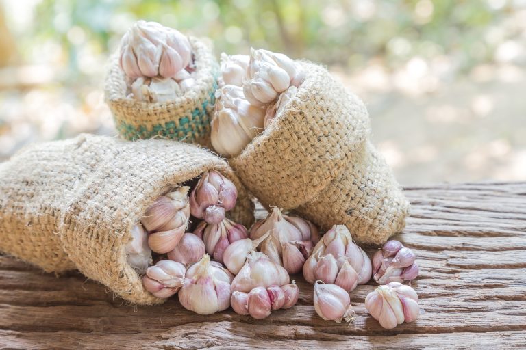 Garlic loves being planted before winter.