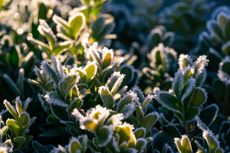 Early frosts shift plant chemistry.