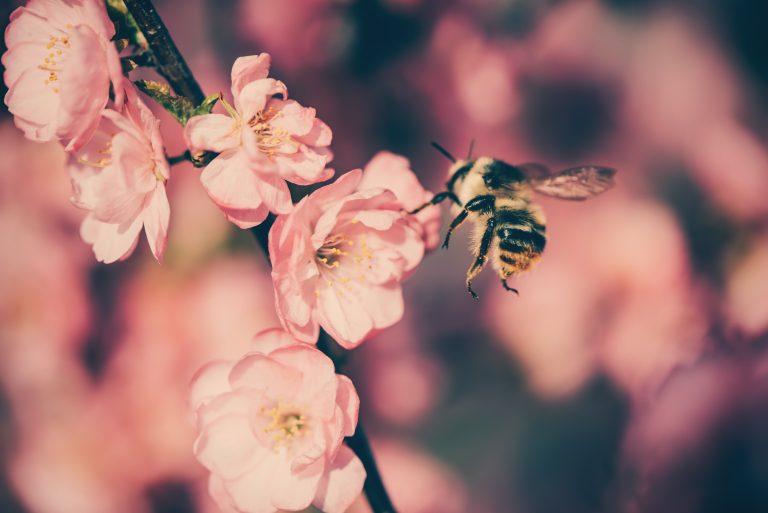 Some plants attract pollinators in cool months.