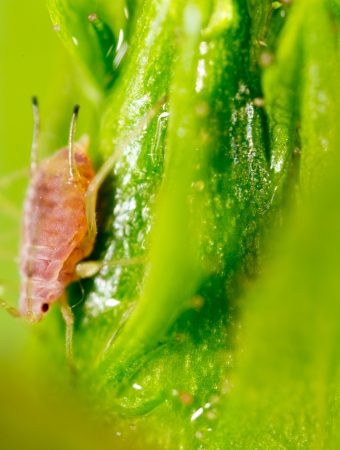 Some vegetables attract Aphids in the fall.