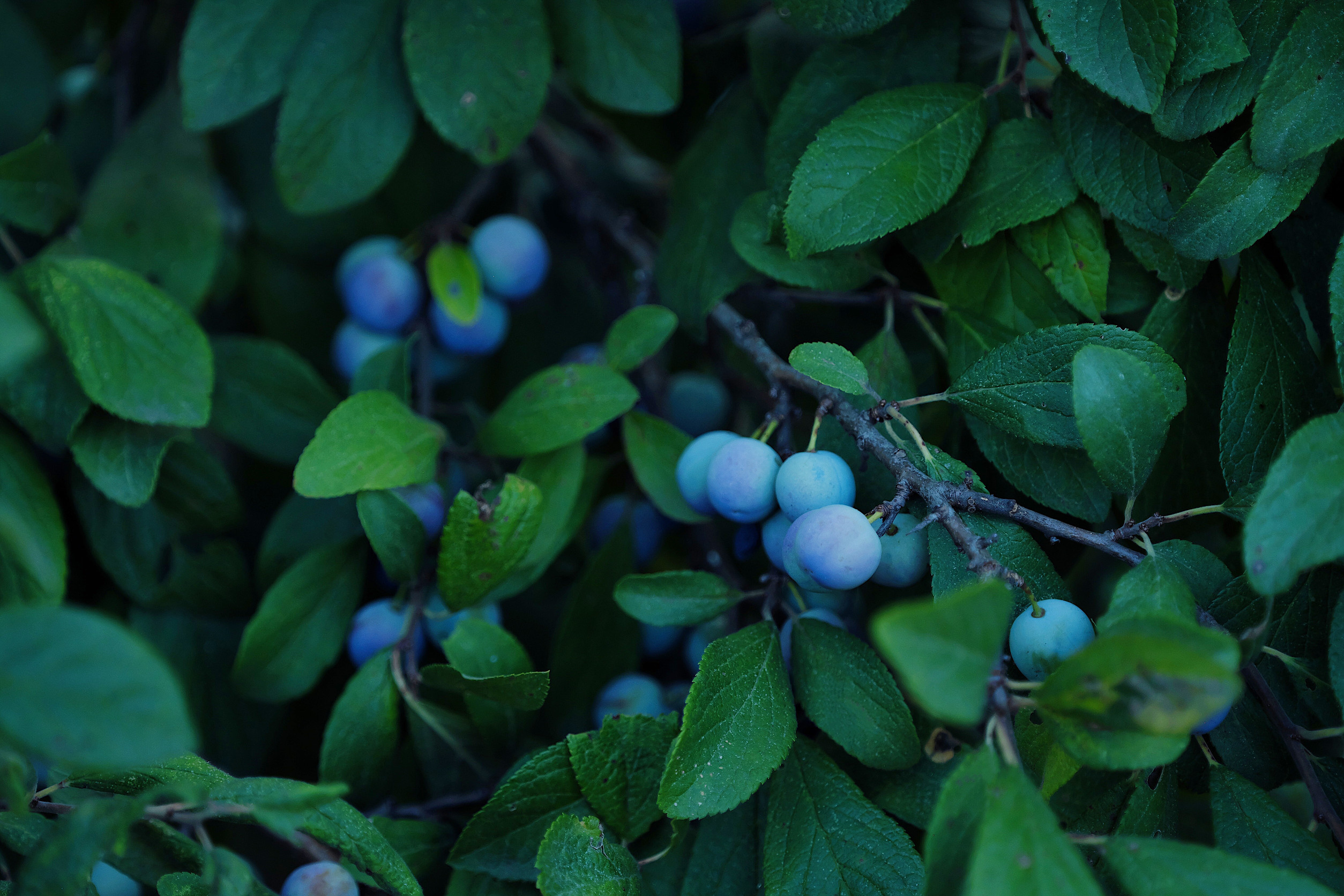 Some plants benefit from extra compost in Autumn. 