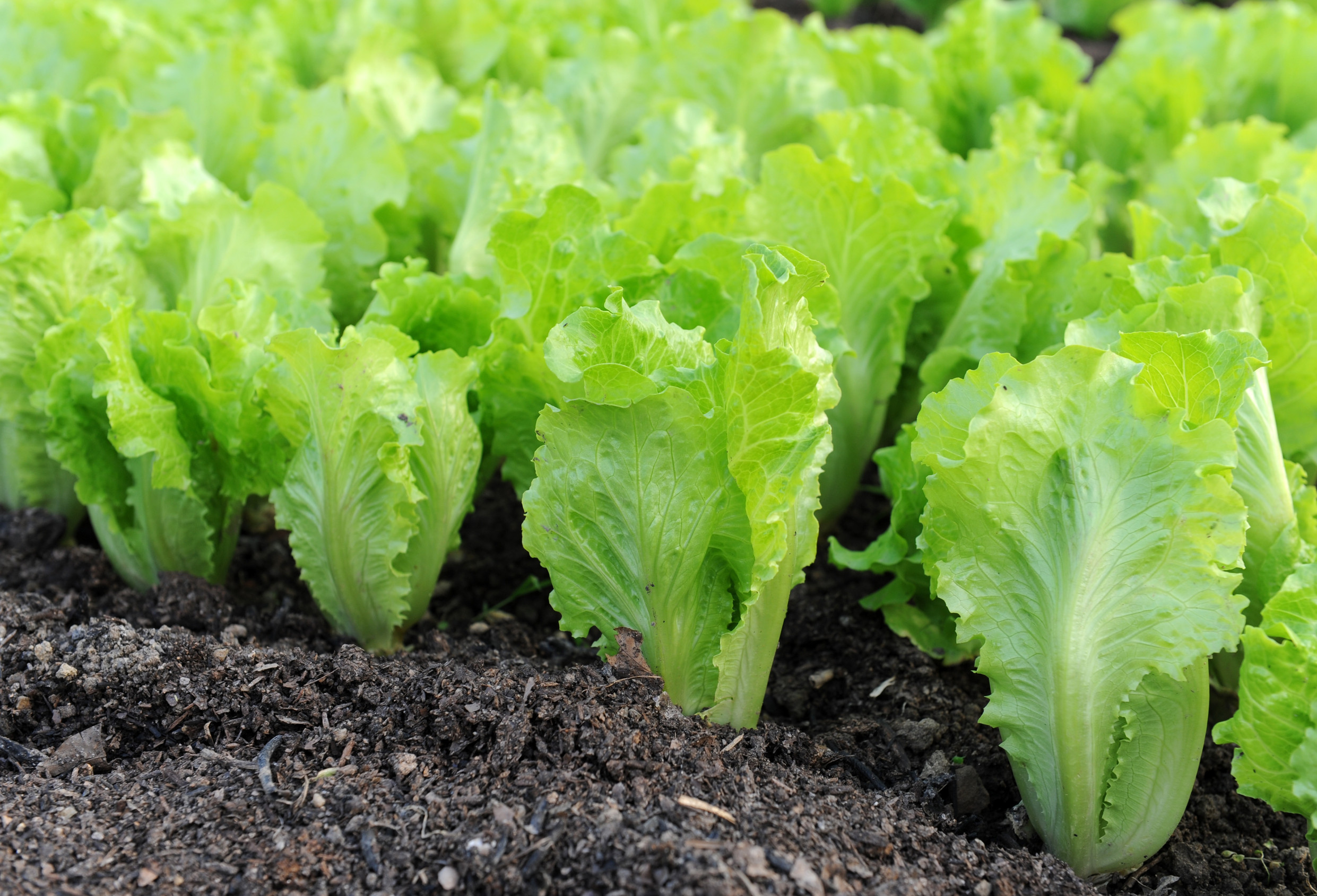 Some vegetables attract Aphids in the fall. 