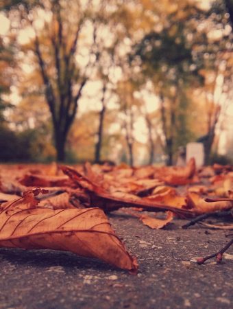 You can turn fallen leaves into black gold compost.
