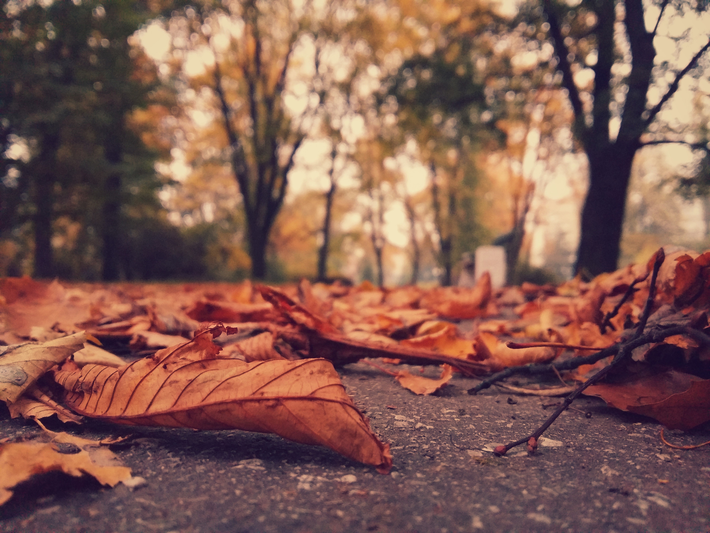 You can turn fallen leaves into black gold compost. 