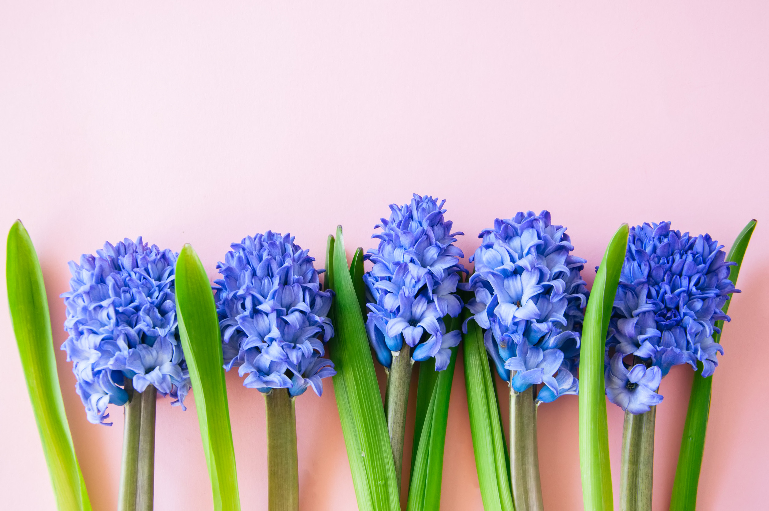 Some bulbs should be planted now for a spring surprise. 
