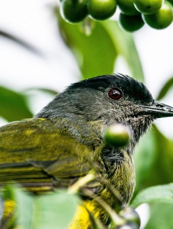 There Are Fruits to Harvest Before the Birds Do