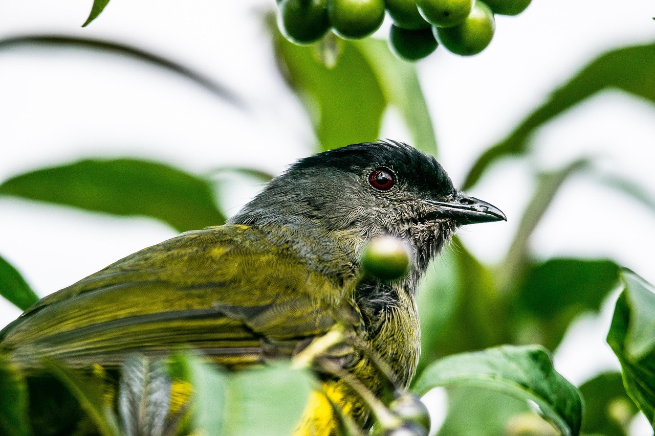 There Are Fruits to Harvest Before the Birds Do