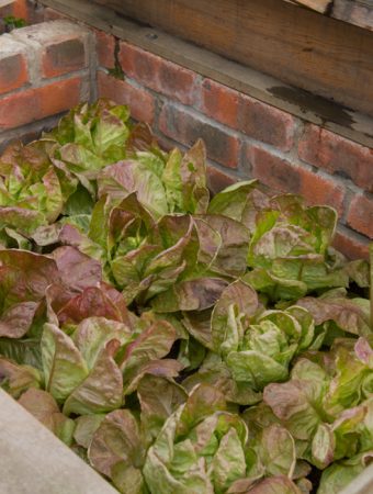 cold frame lettuce
