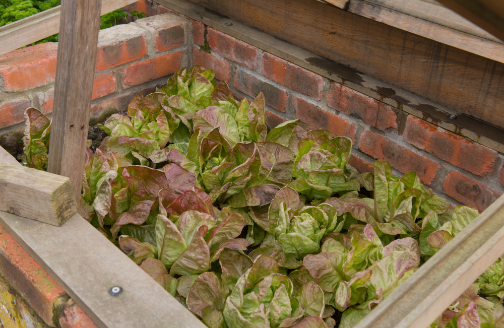cold frame lettuce
