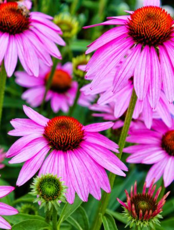 Some Native Plants Establish Best in Autumn