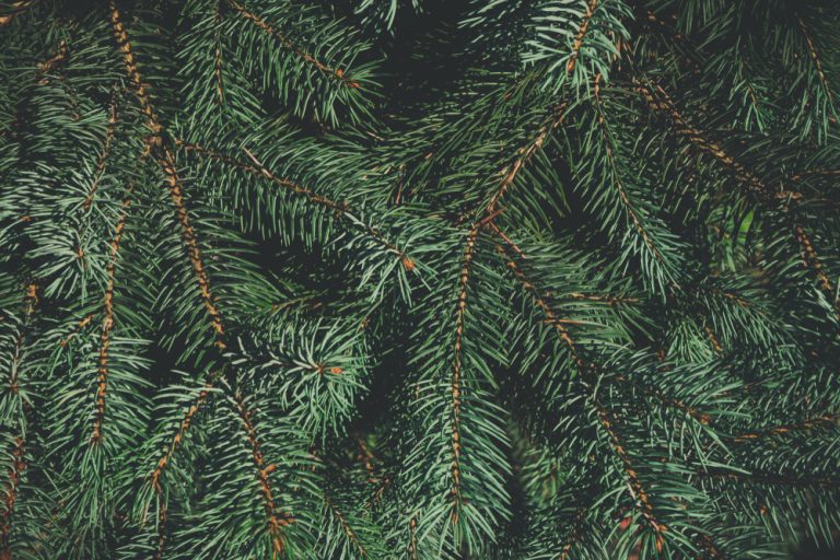You can use pine needles as mulch without harming soil.