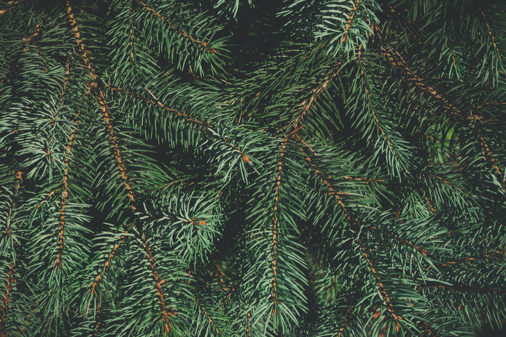 You can use pine needles as mulch without harming soil.