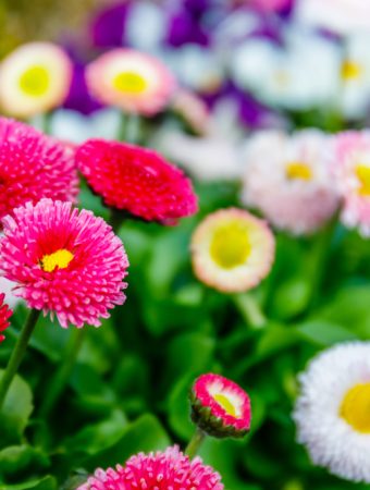 How to Save Money Buying Fall Perennials