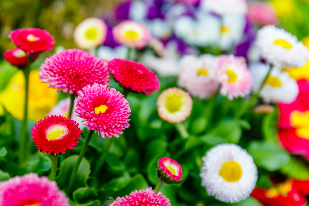 How to Save Money Buying Fall Perennials