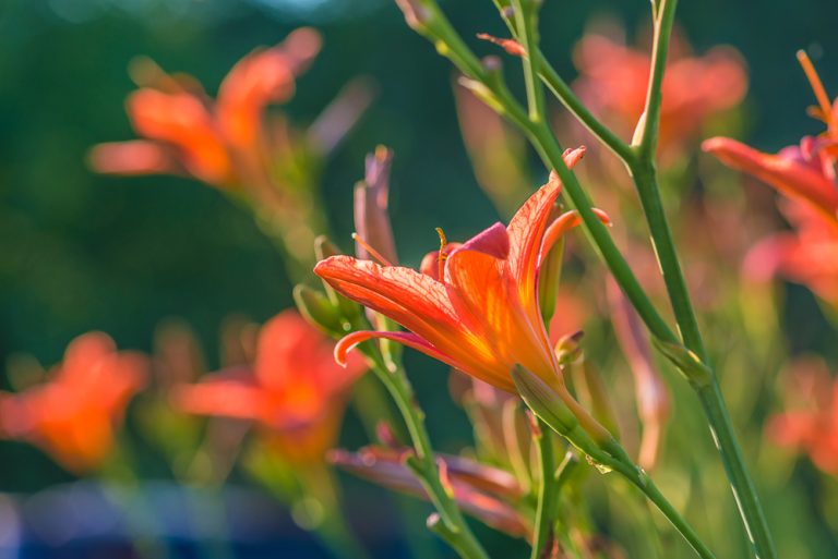 Perennials That Should Always Be Cut Back Now