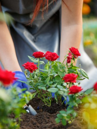 keep your roses blooming longer