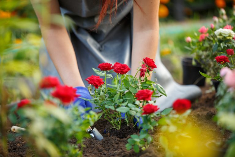 keep your roses blooming longer