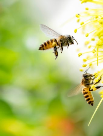 Late-Season Pollinators Depend on Your Garden