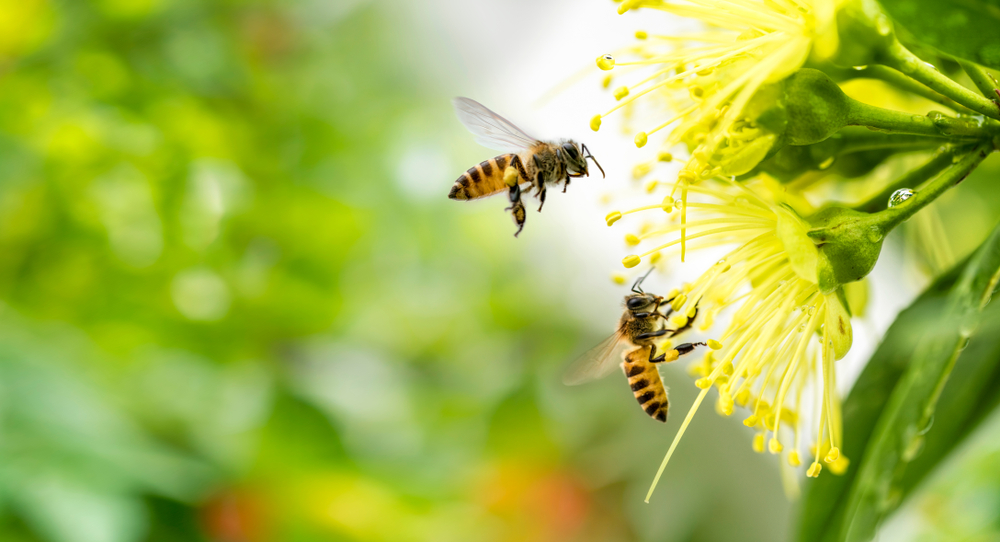 Late-Season Pollinators Depend on Your Garden