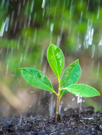 rainfall and soil compaction