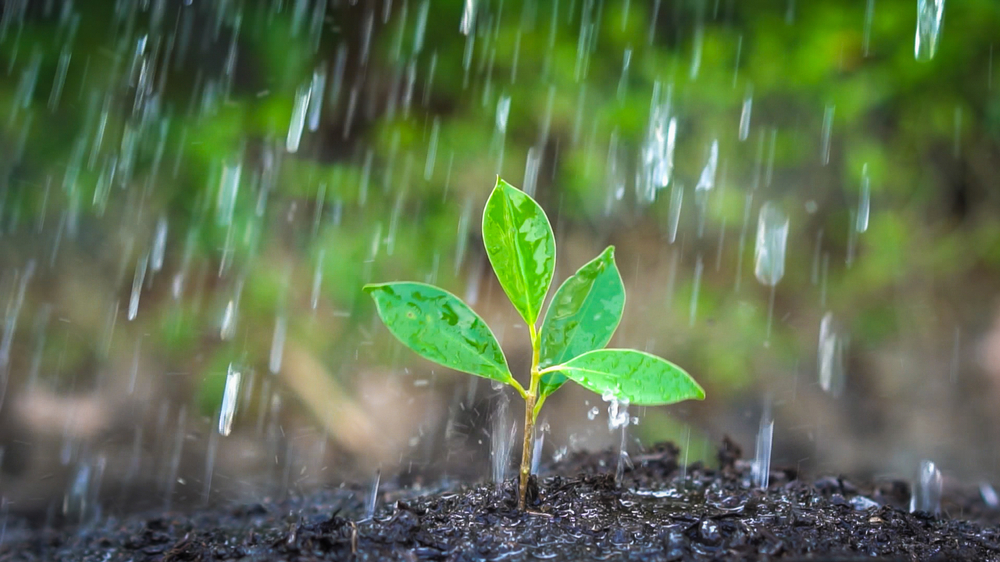 rainfall and soil compaction