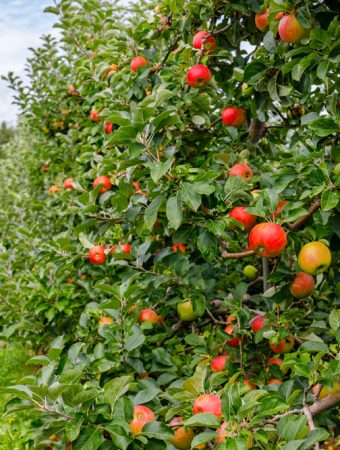Autumn is ideal for planting fruit trees.