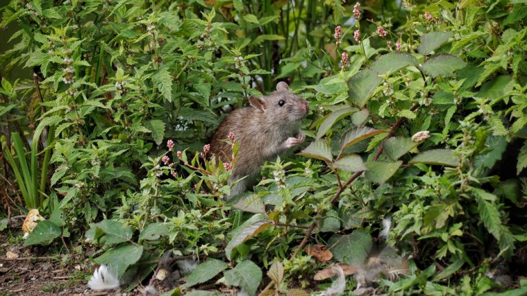 How to Protect Root Crops From Hungry Rodents
