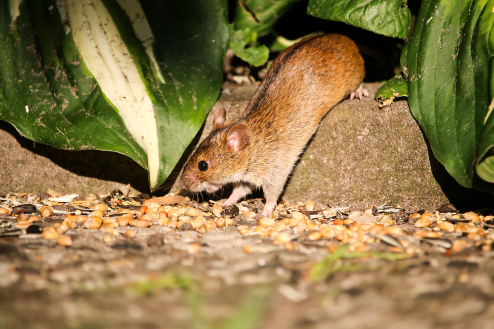 How to Protect Root Crops From Hungry Rodents