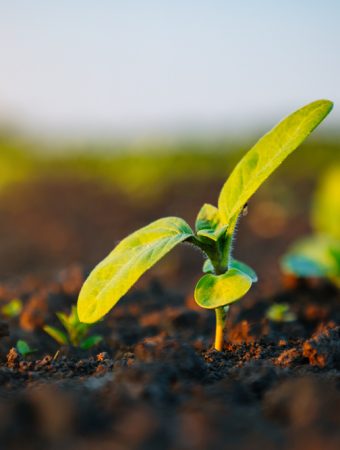 Soil Aeration Works Best in Cooler Months