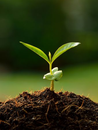 Shorter days trigger better root growth