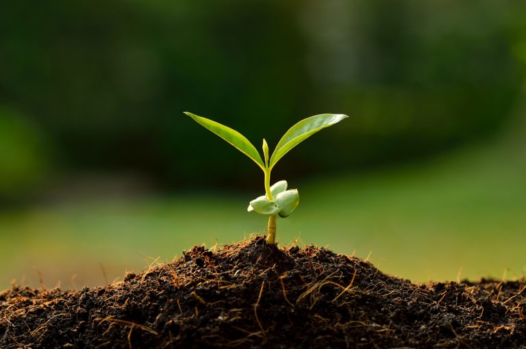 Shorter days trigger better root growth