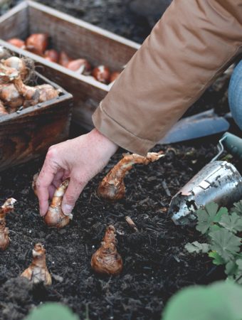 There Are Some Bulbs to Pre-Chill Before Planting