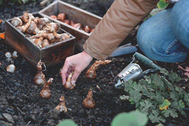 There Are Some Bulbs to Pre-Chill Before Planting