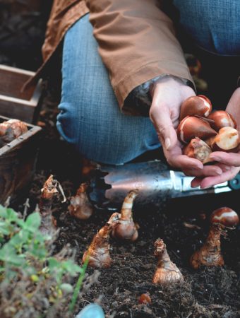 Some Plants Self-Seed Perfectly in Fall