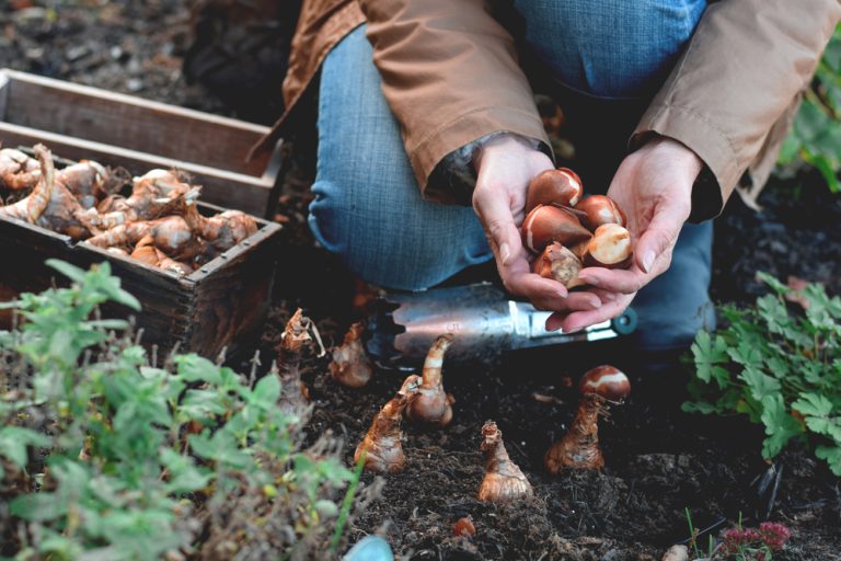 Some Plants Self-Seed Perfectly in Fall