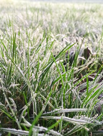 You can identify frost pockets in your yard
