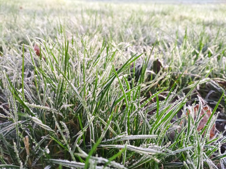 You can identify frost pockets in your yard