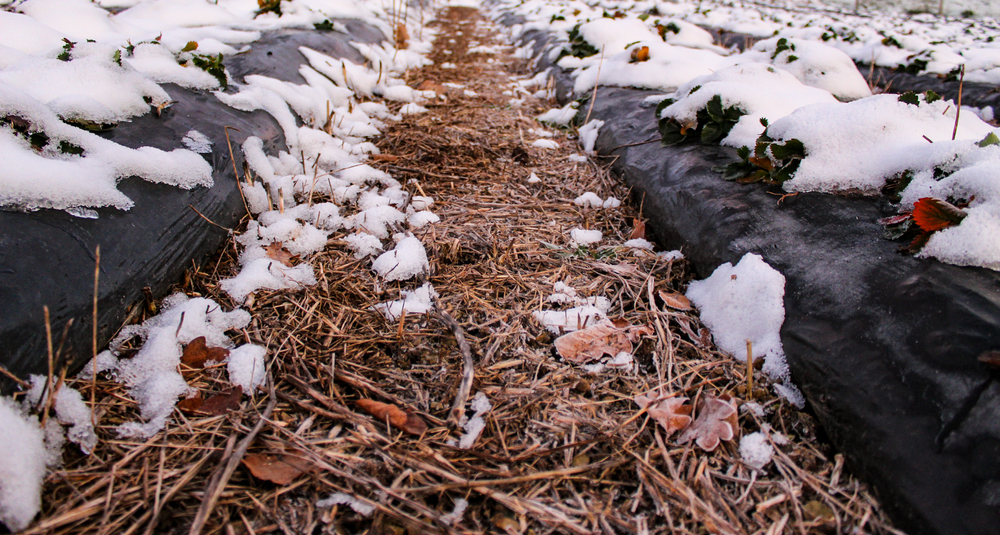 Straw Mulch Protects Roots in Cold Weather