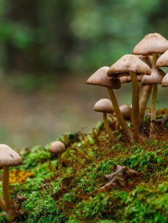 There Are Wild Edibles to Forage in October