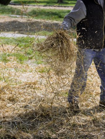Straw Mulch Protects Roots in Cold Weather