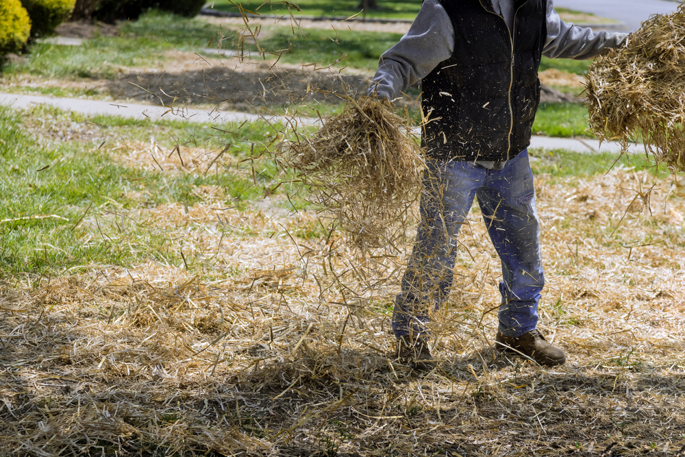 Straw Mulch Protects Roots in Cold Weather