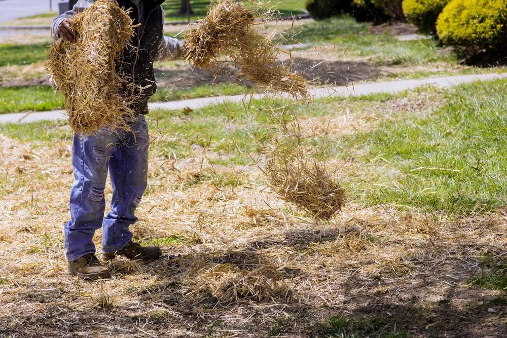 You can use pine needles as mulch without harming soil.