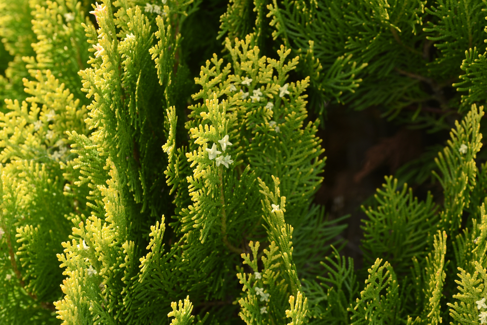 Evergreen Plantings Provide More Than Color