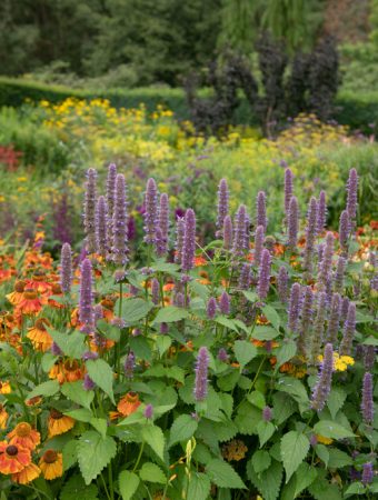 How to Spot Overcrowding in Perennial Beds