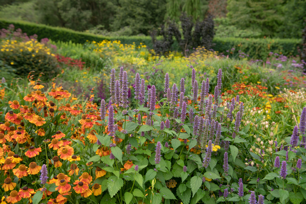 How to Spot Overcrowding in Perennial Beds