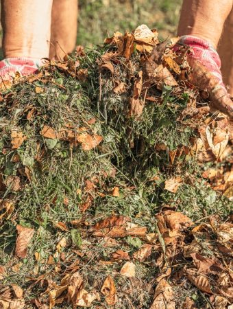Mulched Leaves Reduce Soil Erosion